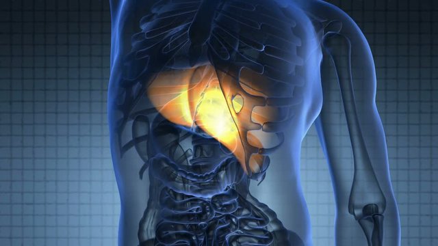 science anatomy scan of human liver glowing with yellow