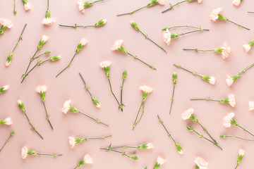 Pink carnation flowers on pastel background. Flat lay, top view, copy space.