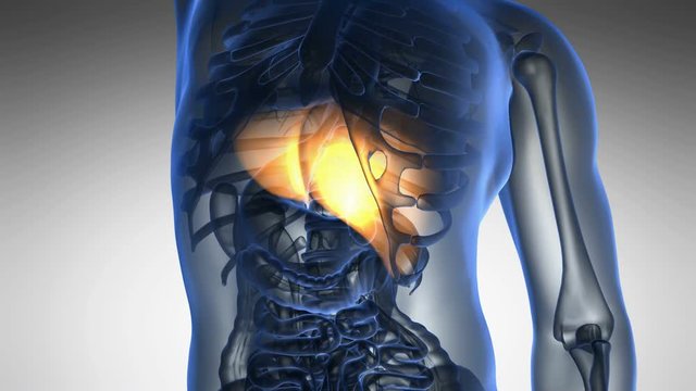science anatomy scan of human liver glowing with yellow