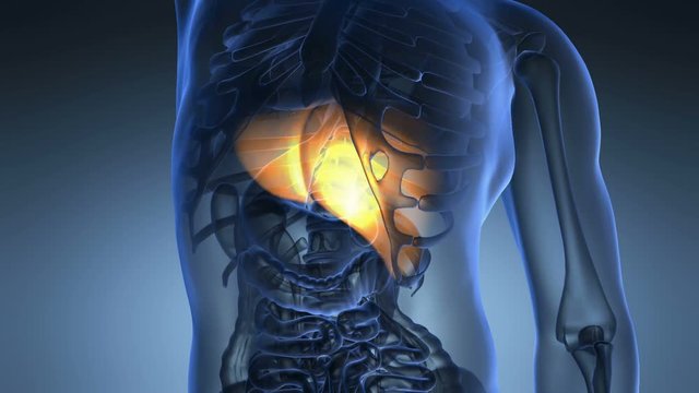 science anatomy scan of human liver glowing with yellow