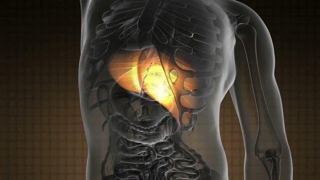 science anatomy scan of human liver glowing with yellow