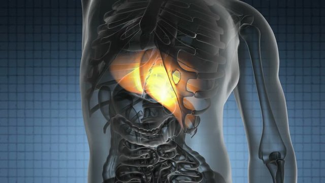science anatomy scan of human liver glowing with yellow