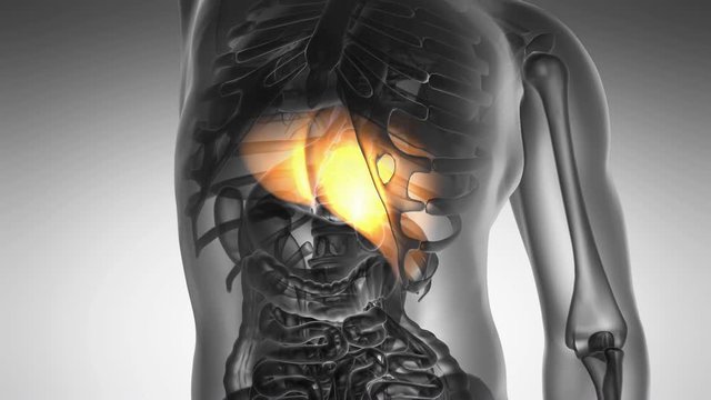 science anatomy scan of human liver glowing with yellow
