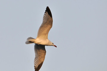 Audouin's Gull (Larus audouinii), Greece