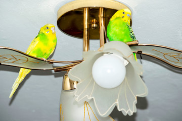 two wavy parrots are sitting on the chandelier