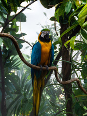 Obraz premium Colorful parrot sitting on a tree branch in a jungle landscape