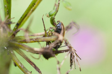 insect, macro, nature, bug, leaf, ant, animal, green, fly, closeup, beetle, spider, wildlife,...