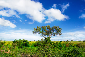 Fototapeta na wymiar Landscape of Africa. Acacia tree in the african savannah
