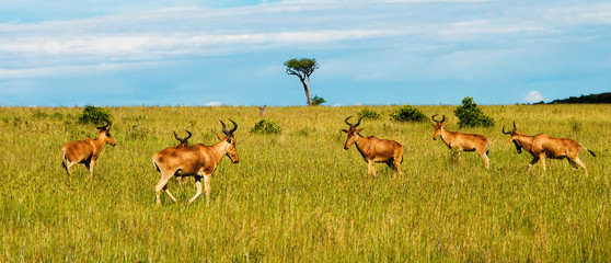 Fototapeta premium Wildebeests grazing in meadow in the African savannah. Panoramic landscape of Africa