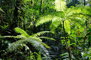 tree fern in Amazonian rain forest Colombia