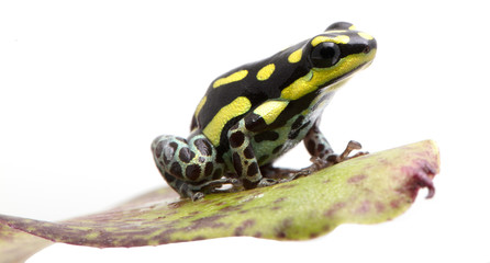 Ranitomeya flavovitata