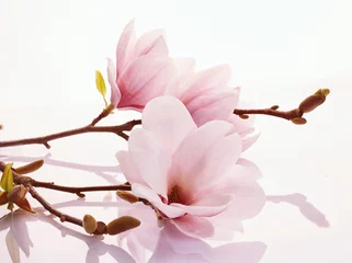 Zelfklevend Fotobehang Roze magnolia bloeit op een reflecterend oppervlak © exclusive-design