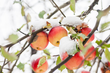 The first snow fell on apples
