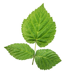 Obraz premium Green leaf isolated on white background