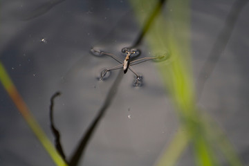 insect, macro, nature, bug, leaf, ant, animal, green, fly, closeup, beetle, spider, wildlife,...