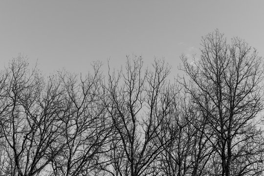 silhouette of a tree and branches in black and white