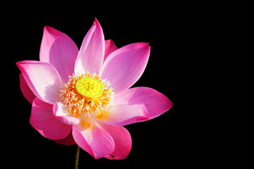 close up of beautiful lotus flower isolated on black background.