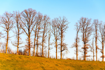Bare trees enlighted by sun on blue background