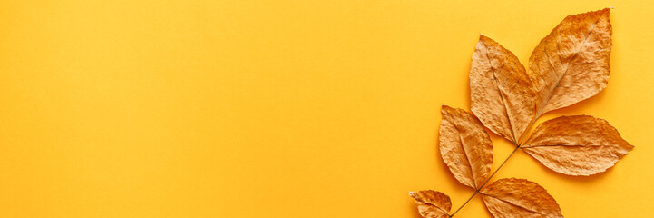 Naklejka na ściany i meble A blank yellow background with place for text. Copy space. Yellow autumnal leaf as a decoration. Concept composition. Panoramic real photo