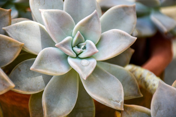 Graptopetalum paraguayense ( Ghost Plant ) is a species of succulent plant in the jade plant family, Crassulaceae, that is native to Tamaulipas, Mexico.
