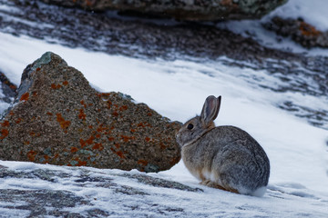 Desert Bunny