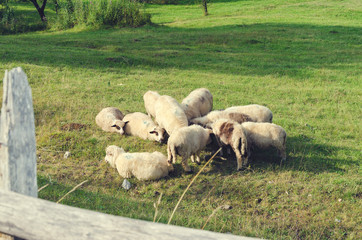 Herd of sheep resting on a green sunny meadow in mountain in Albania