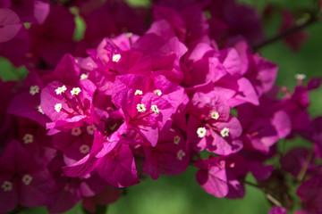 Fototapeta na wymiar Pink Bougainvillea Flowers Close Up, Bougainvillea Background