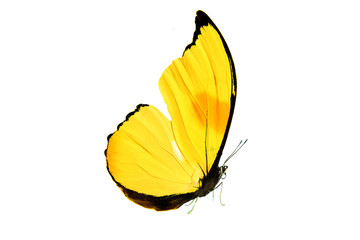 beautiful butterfly with yellow wings and paws. isolated on white background