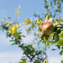 Beautiful pomegranate fruit still on the plant, on a background of blue sky.