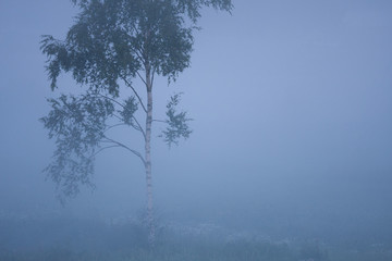 Naklejka premium Mała brzoza w gęstej mgle na łące w letni świt
