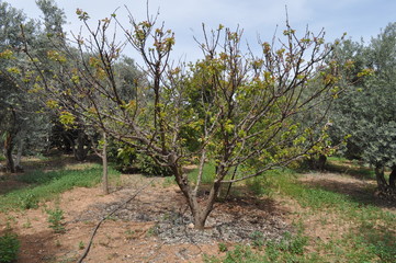 The beautiful Agricultural Land