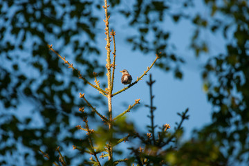 Turdus pilaris small bird sitting at treetrop viewed through foliage