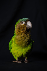 portrait studio shot of Brown throated parakeet