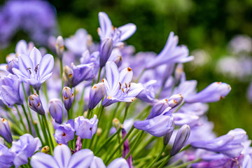 Fototapeta na wymiar Purple flowers in the gardem