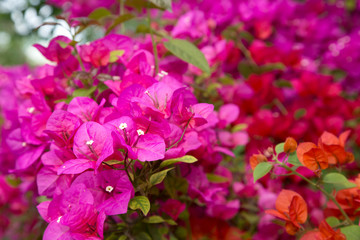 Colorful Bougainvillea Flowers Background
