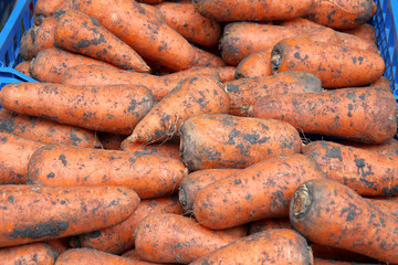 Organic carrot. Food background