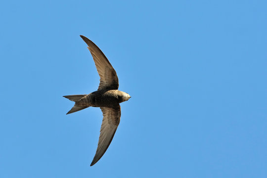 Apus apus (Common Swift, European Swift, Swift), Greece