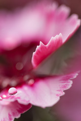 Water drop on pink flower petal macro