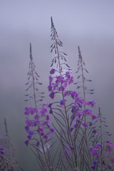 Willowherb flower at foggy morning in meadow