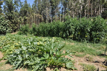 The beautiful Agricultural Land