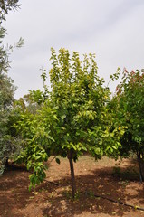 The beautiful Agricultural Land