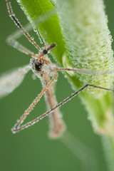 Insect covered in morning dew macro in meadow