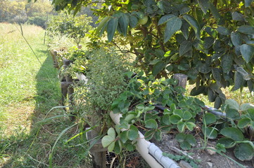 The beautiful Agricultural Land