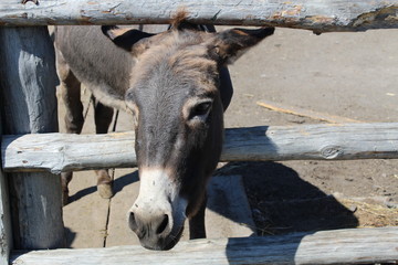 The gray donkey looks out from behind the fence.