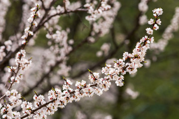 Branches of a blossoming apricot tree in sunny spring weather.