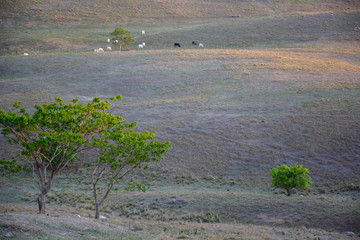 Vegetation of the Brazilian northeast semi-arid illuminated with the warm colors of the sunset in...