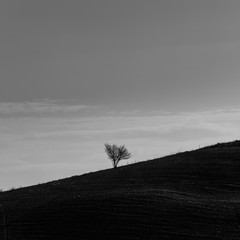 lone tree on the hill