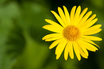 Obraz premium Beautiful flower blooming close view at summer day