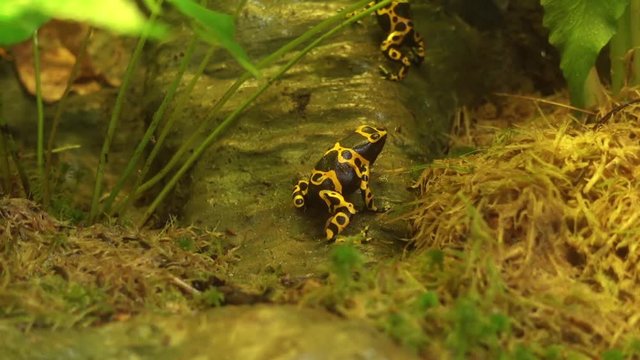 Dyeing poison arrow frog
