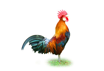 chicken isolated on white screen